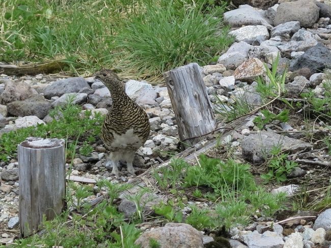 室堂平でライチョウと遊ぶ 18夏 立山縦走記 1 立山黒部 富山県 の旅行記 ブログ By 琉球熱さん フォートラベル