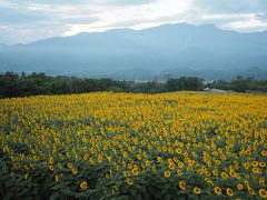 標高が高い野辺山高原　八ヶ岳ふれあい公園でペルセウス流星群を見た後、明野のひまわり畑へ。早朝5時です。
眠いです。
星はさすがに撮れませんでした。難し～。次回また挑戦してみます。