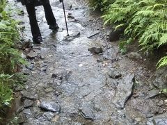 やっぱり朝はひんやりしている。昨夜の栃木、群馬地方の集中豪雨で山道の水量が驚くほど多くなっている。
