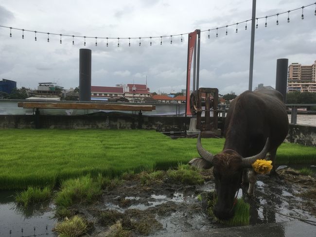 あれ!本物の水牛ね!