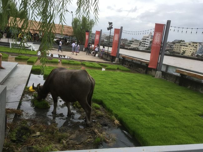 まさか、バンコクで水牛に会えるとは、名前を聞きましたけど忘れました、雄だったっけ？