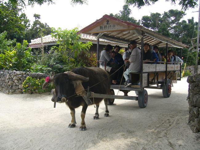 牛車で竹富島めぐり