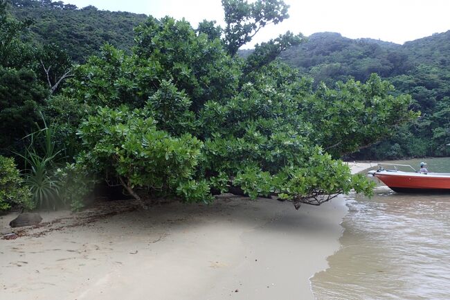 島旅エネルの2018 7月 西表 船浮 網取編 西表島 沖縄県 の旅行記 ブログ By エネルさん フォートラベル 島旅エネルの2018 7月 西表 船浮 網取編 西表島 沖縄県 の旅行記 ブログ By エネルさん フォートラベル