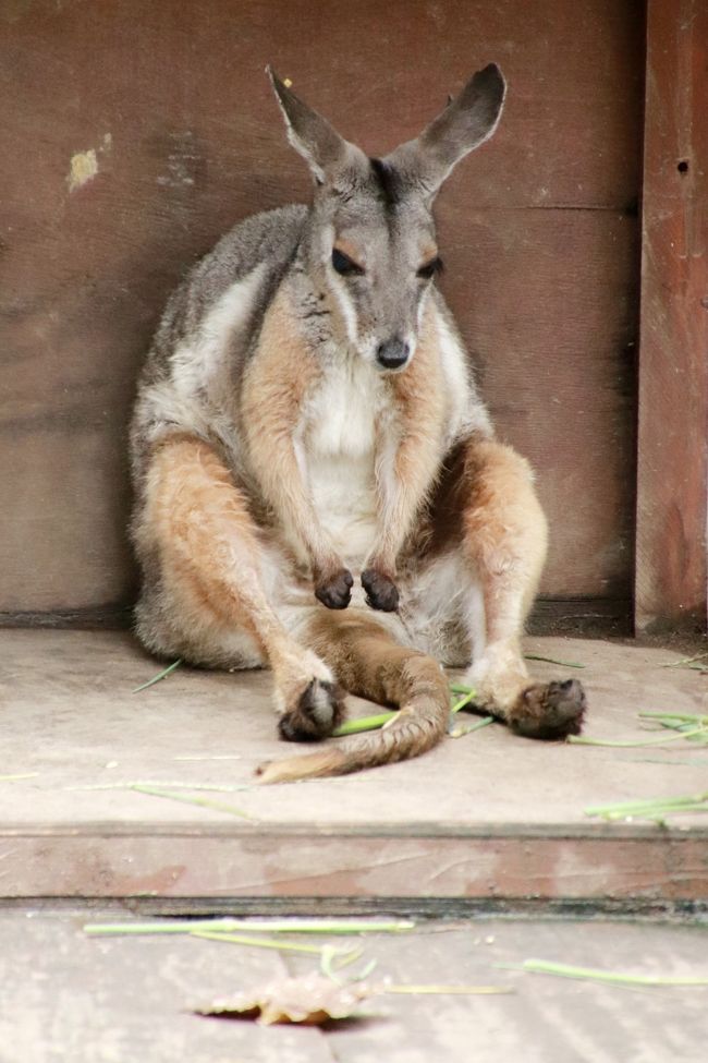 埼玉こども動物自然公園の昼と夜 前編 コアラ カンガルー ワラビー ナマケモノの赤ちゃんたちがすくすく育ち盛りの東園や夜が楽しみなハダカデバネズミのランタン 東松山 埼玉県 の旅行記 ブログ By まみさん フォートラベル