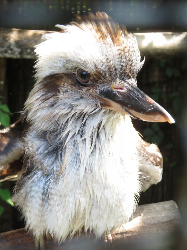 埼玉こども動物自然公園の昼と夜 前編 コアラ カンガルー ワラビー ナマケモノの赤ちゃんたちがすくすく育ち盛りの東園や夜が楽しみなハダカデバネズミのランタン 東松山 埼玉県 の旅行記 ブログ By まみさん フォートラベル