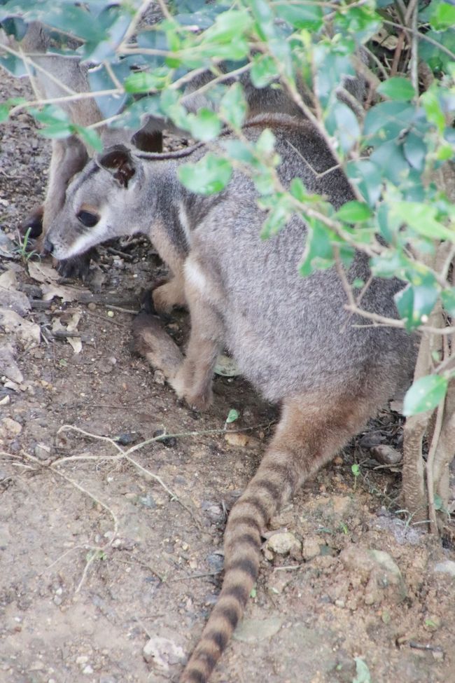 埼玉こども動物自然公園の昼と夜 前編 コアラ カンガルー ワラビー ナマケモノの赤ちゃんたちがすくすく育ち盛りの東園や夜が楽しみなハダカデバネズミのランタン 東松山 埼玉県 の旅行記 ブログ By まみさん フォートラベル 埼玉こども動物自然公園の昼と夜 前編 コアラ カンガルー ワラビー ナマケモノの赤ちゃんたちがすくすく育ち盛りの東園や夜が楽しみなハダカデバネズミのランタン 東松山 埼玉県 の旅行記 ブログ By まみさん フォートラベル