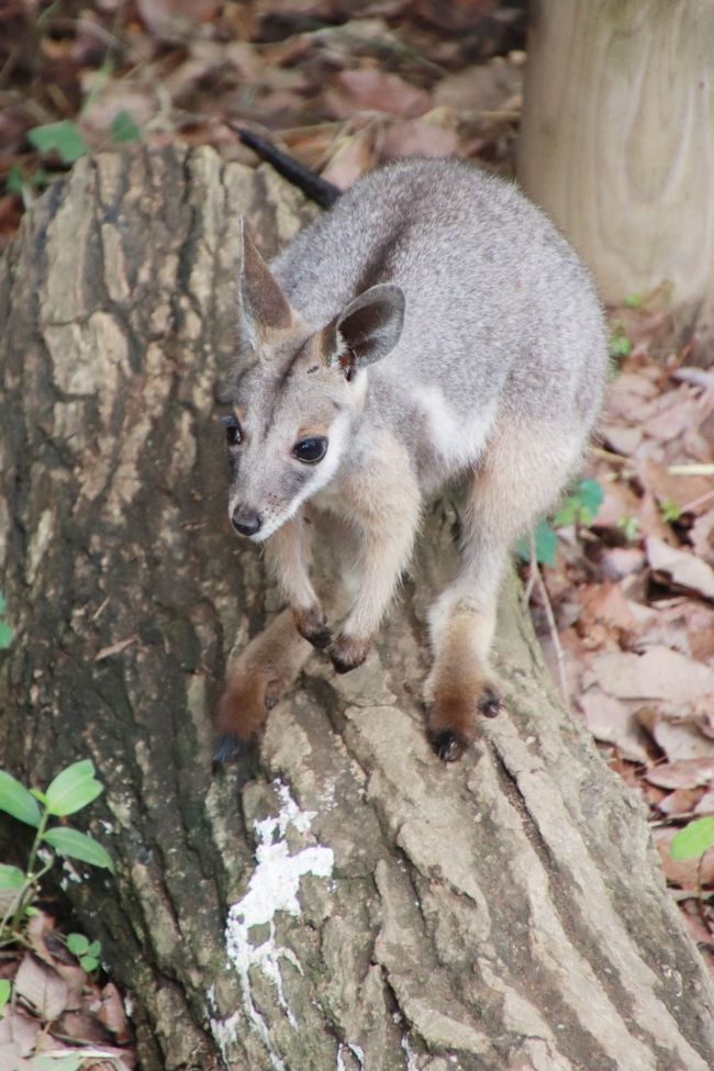 埼玉こども動物自然公園の昼と夜 前編 コアラ カンガルー ワラビー ナマケモノの赤ちゃんたちがすくすく育ち盛りの東園や夜が楽しみなハダカデバネズミのランタン 東松山 埼玉県 の旅行記 ブログ By まみさん フォートラベル 埼玉こども動物自然公園の昼と夜 前編 コアラ カンガルー ワラビー ナマケモノの赤ちゃんたちがすくすく育ち盛りの東園や夜が楽しみなハダカデバネズミのランタン 東松山 埼玉県 の旅行記 ブログ By まみさん フォートラベル
