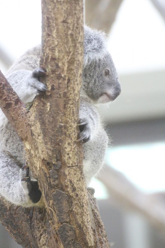 埼玉こども動物自然公園の昼と夜 前編 コアラ カンガルー ワラビー ナマケモノの赤ちゃんたちがすくすく育ち盛りの東園や夜が楽しみなハダカデバネズミのランタン 東松山 埼玉県 の旅行記 ブログ By まみさん フォートラベル