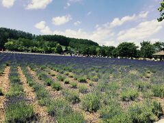 休憩をはさんで、お昼ごろにファーム富田に到着しました。
P1に停めたので、植栽を超えると一気にラベンダー畑が（≧▽≦）
倖（さきわい）の畑です。
どうやらAちゃんファミリーと離れた場所に車を停めてしまったので、トラディショナルラベンダー畑を目指します。