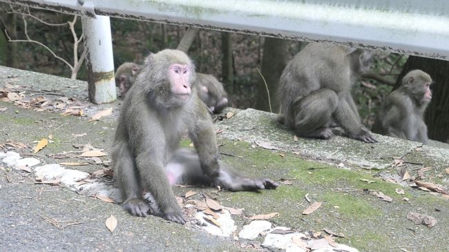 屋久島 最終日 屋久島 鹿児島県 の旅行記 ブログ By だいちゃんさん フォートラベル