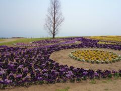 次はあわじ花さじきに来ました。淡路島にはお花畑がたくさんあるのですが、ここは無料です！