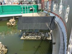 春秋閣。
亀もたくさんいました。
実は私、亀苦手(~_~;)