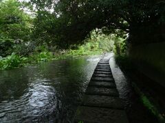 楽寿園を後にして
源兵衛川に
どうやらここが今回の三島の目的地になりそう