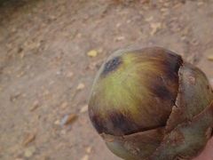 アンコールトム