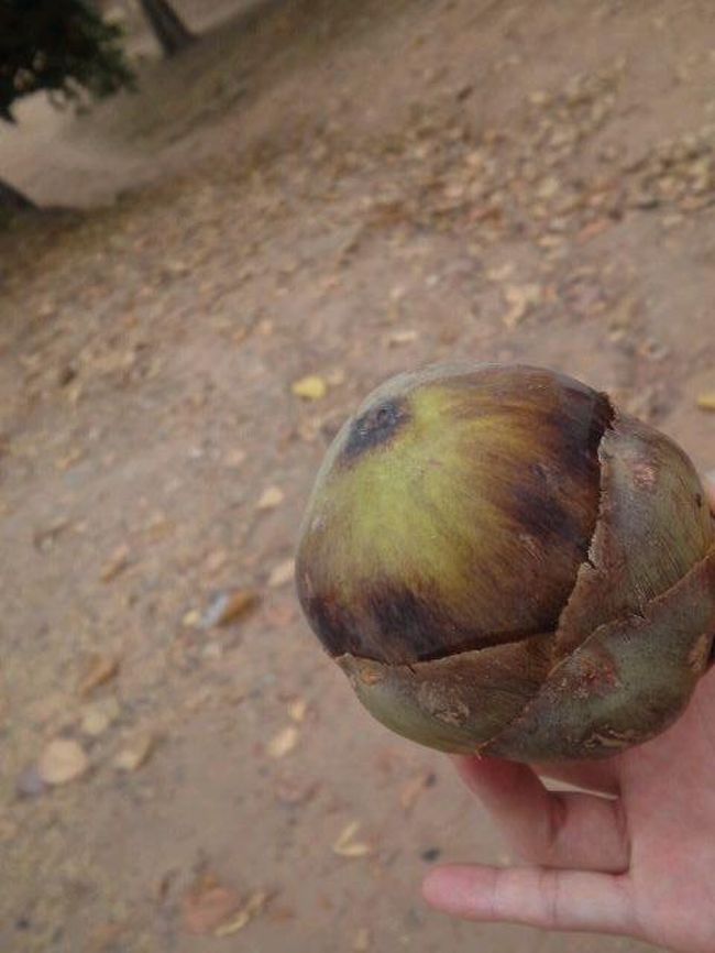 おっきい木の実みたいなの。<br />ガイドさんに聞いても何か不明。