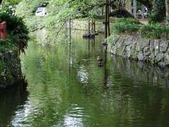 三島神社に立ち寄りました
徒歩15分ぐらい
ここの池も湧水ですね
水中に鯉　石の上にカモちゃんがいました