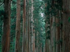 例年は素通りしていた戸隠奥社、今年は参拝してみました。

緩い上り坂の杉並木の参道がおよそ２キロ続きます。だんだん坂が急になり最後は石段に。。