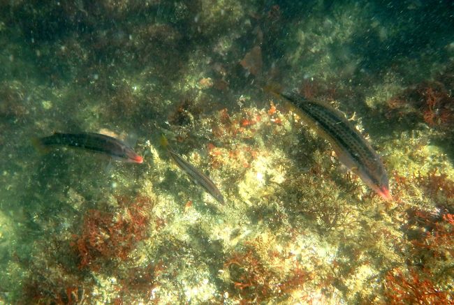 東京湾の無人島 猿島上陸 シュノーケリング でもお魚は地味めです 横須賀 神奈川県 の旅行記 ブログ By ちぃさん フォートラベル