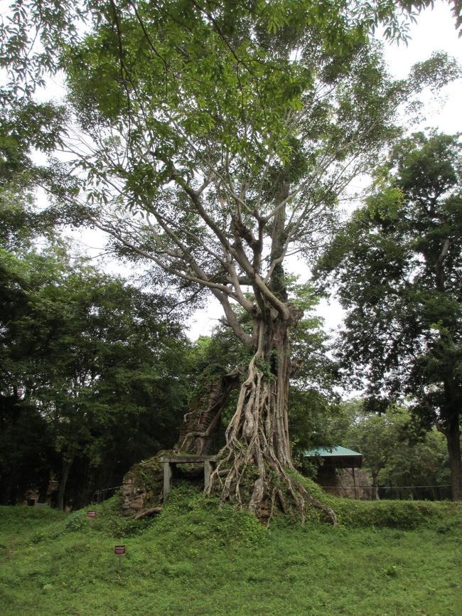 バスを降りたら、ムッとする暑さ。湿気がひどい。<br /><br />ガイドのビチェットさんの後に続いて歩く。<br /><br />現地の専属ガイドさんが一人付いて、ビチェットさんが日本語に訳す。<br />
