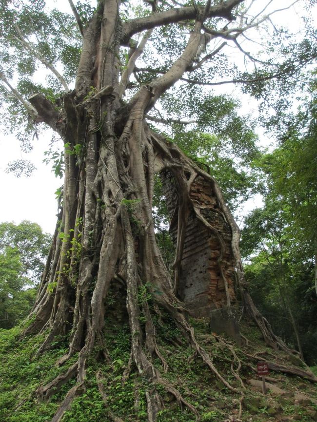 凄いねー。遺跡に絡まる植物。<br /><br />かつてこちらも栄華を極めた都市だったとのこと。<br /><br />2017年に世界遺産に登録された。