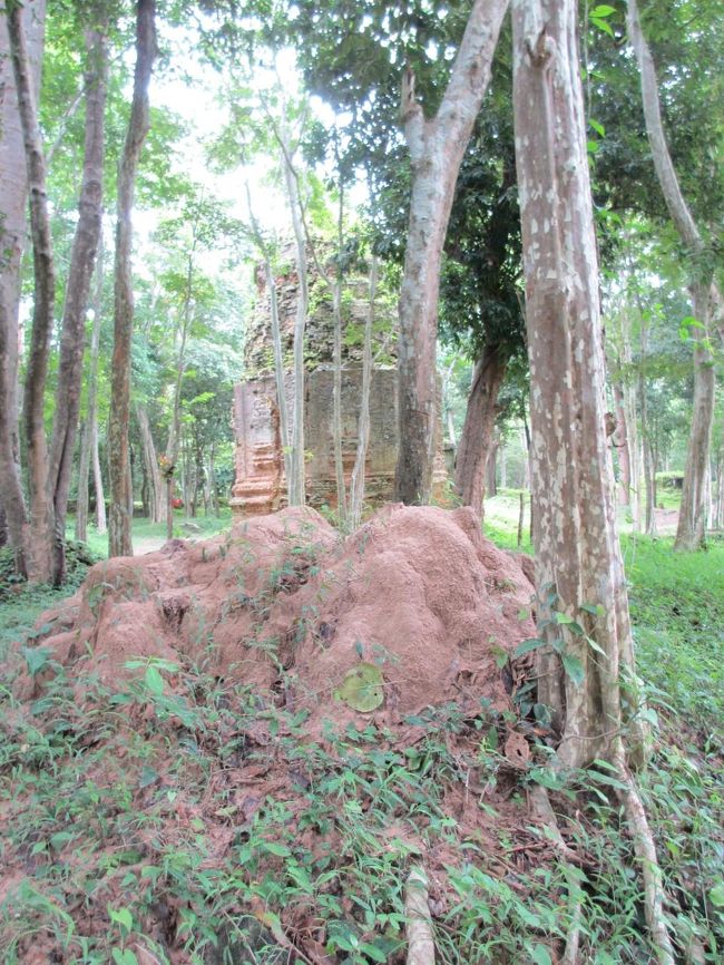 手前のこんもりした土は実はアリ塚。<br /><br />この辺りに色んな種類のアリを発見。