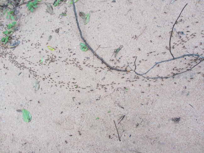 はい、アリの行列。<br /><br />至る所で見えるよ。