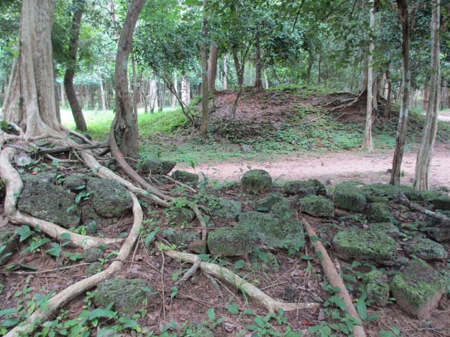 樹木の根なのかな？<br /><br />地面を張っていて歩きにくいよー。