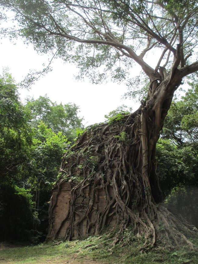アンコールワットのタ・プロムみたいじゃない？<br /><br />樹木に飲み込まれた遺跡。