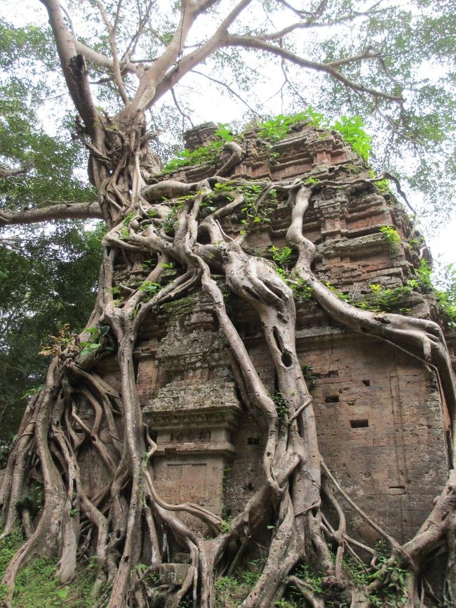 根っこなのか？　幹なのか？<br /><br />植物って、遠慮が無いよね。