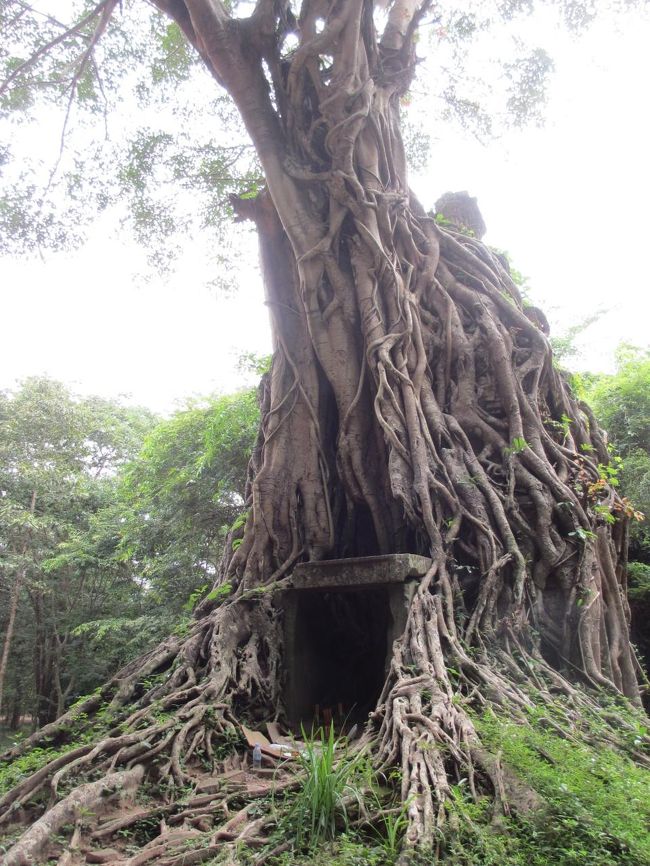 こちらもすっかり樹木の一部。