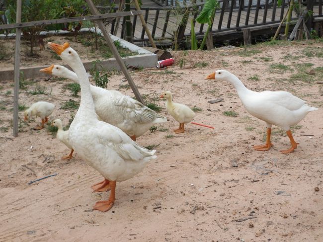 もしかして、食材ですか？<br /><br />放し飼いになっているけれどー。<br /><br />ベトナムのミトーで見た光景がよぎる。