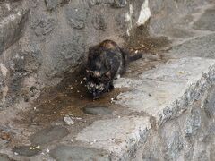 先ほどの修道院から25分ほどでルサヌー修道院の入り口に到着。
猫が水飲んでた。