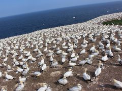 ここの何が面白いって…
こんなに、すぐ目の前で、こんなに大量な野鳥が、あれこれやっているんです。