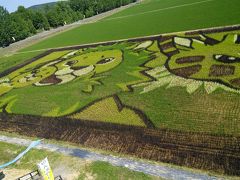 13時45分、旭川の田んぼアートを見る。青森県田舎舘の方が大規模。