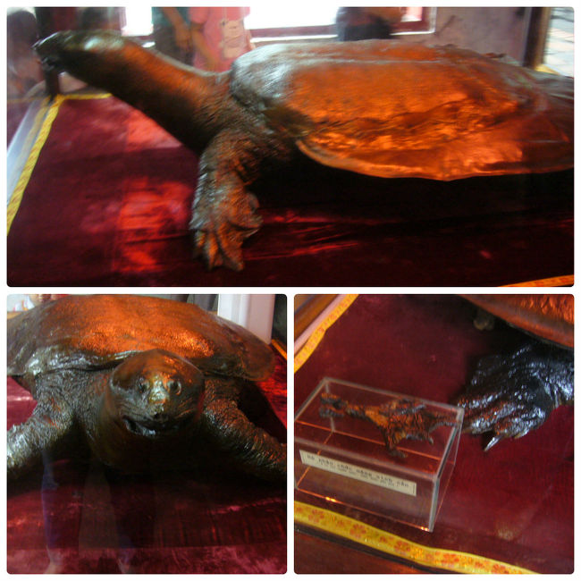 先ほど説明したホアンキエム湖の伝説の中に出てきた<br />伝説の大亀がこちら！！