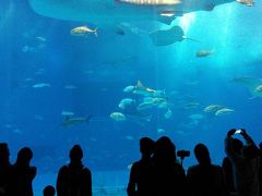 11時、ここも沖縄本島でマストビジットの美ら海水族館。