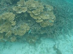 8/16（木）
この日も朝起きた時からどしゃ降りで、しかも雷まで遠くで聞こえる始末・・・（涙）
大粒の雨が打ちつけていますが、せっかくなので午前中はまた米原ビーチへシュノーケルしに行きました（笑）

