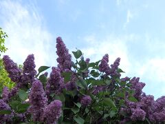 食後は道向かいの公園を散歩。
ライラックの花がきれいです。