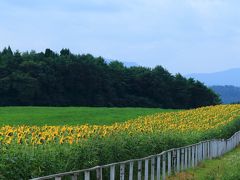 小岩井農場の一本桜