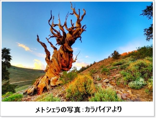 湖に還る幻想宮殿 偽りの絶景 Tufa ヒトの驕りが齎した暁の惑星 インヨ森林公園 モノ レイク America Geo旅 2 ヨセミテ国立公園周辺 アメリカ の旅行記 ブログ By ウェンディさん フォートラベル