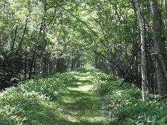 まずは糠平湖沿いに国道を北上していくと、「タウシュベツ川橋梁展望台」の案内板がありました。
糠平湖のホームページでは橋梁は９９％すでに沈んだと書いてありましたが、水面ぎりぎりなら湖の中の橋梁が見れるかもしれないし、立ち寄ってみます。

駐車場から林の中の遊歩道を歩くと、旧士幌線の廃線跡。
今ではハイキングコースになっているようです。
