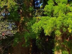【大門坂】
樹齢約800年の夫婦杉が出迎えてくれます。
もっと登っていくと同じく樹齢800年の楠大樹もあります。