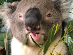 Maru Koala and Animal Park