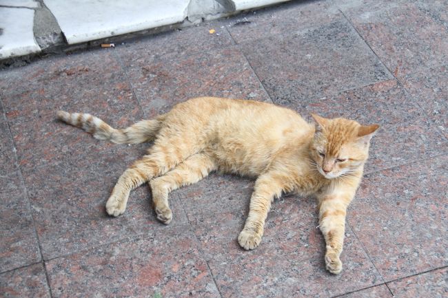 オデッサ猫。<br />この街は猫が多い。<br /><br />このあと行くリヴィウとキエフでは殆ど見かけなかった。