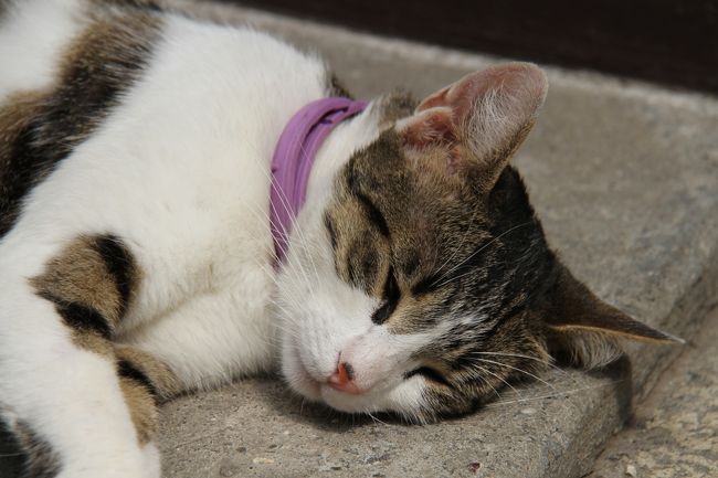 パサージュで昼寝する猫。