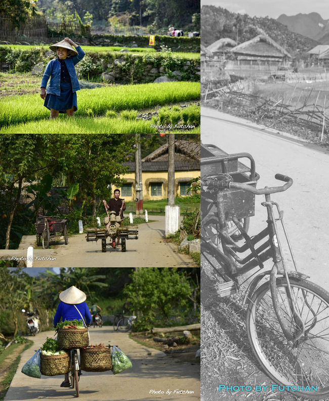 　<br />＜こちらはこれから水引き＞<br />