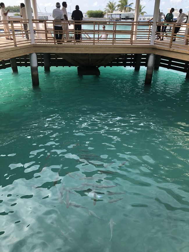 船着場にはいつでも魚の群れ