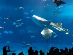 天気が悪くなり定番の美ら海水族に