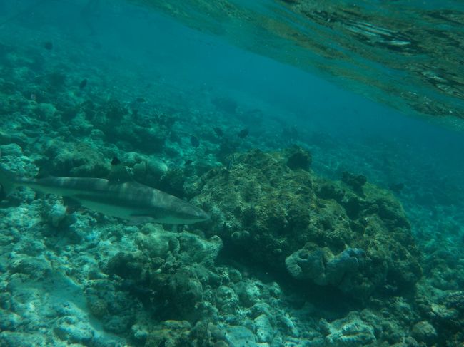 さすがモルディブ。浅瀬には普通にサメ。