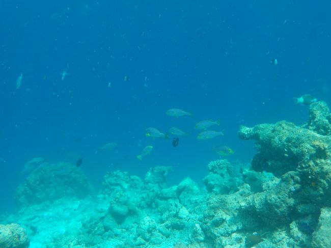 ドロップオフは目の前！これぞモルディブ